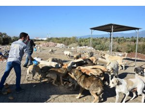 Edremit Belediyesi sokak hayvanlarını unutmuyor
