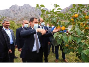 Amasya’da cennet hurması hasadı başladı: 600 tondan fazla rekolte bekleniyor