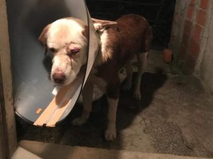 Kimliği belirsiz kişiler köpeği dövüp yaraladı