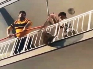 Şaşkın maymun sahibine zor anlar yaşattı