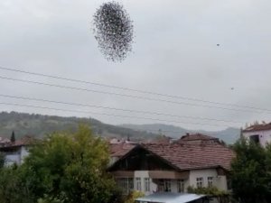 Amasya’da sığırcık kuşlarının dansı
