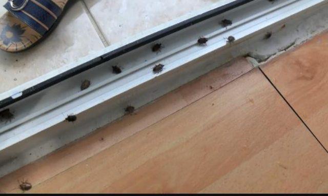 İstanbul'u kokarca böceği kâbusu sardı! Her yeri istila ediyorlar