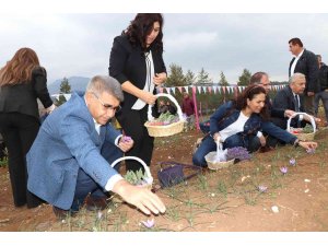 5. Safran Festivali safran, lavanta ve ada çayı hasadı ile sona erdi