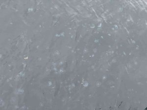 Arnavutköy sahilini denizanaları bastı