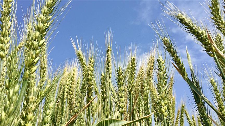 TÜİK açıkladı: Buğday üretimi geçen yıla göre yüzde 14 azalacak