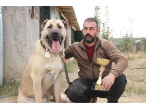 Türkiye’nin en iyi Anadolu Çoban Köpeği Karaman’dan seçildi