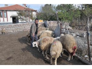 Ağıla giren kurtlar 13 koyunu telef etti