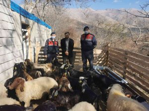 Jandarma kaybolan hayvanları drone ile bulup sahibine teslim etti