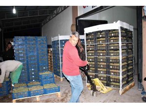 Elazığ’dan 8 ülkeye 3 bin ton üzüm ihracatı