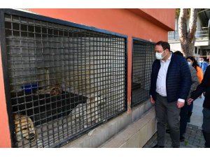 Çiğli Belediyesi, kış mevsimi öncesi sokak hayvanlarını unutmadı