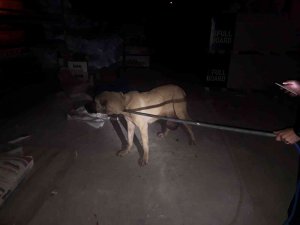 Mahalle bekçilerinin bulduğu yaralı köpek tedaviye alındı