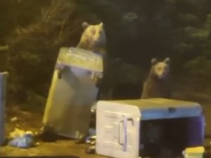 Uludağ’da aç kalan ayı ailesi yerleşime indi çöp konteynerlerini böyle dağıttı