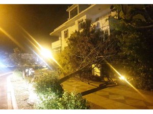 Marmaris’te etkili olan fırtına ağaçları devirdi