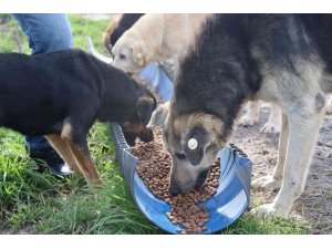 İzmit Belediyesi’nden kırsalda aç kalan hayvanlara mama desteği