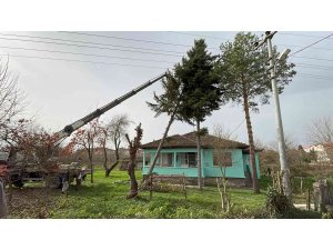 Lodos nedeniyle kökünden kırılan ağaç eve devrilmeden kurtarıldı