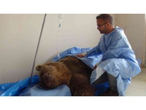 Yaralı ayıya ‘Lokman Hekim’ şefkati