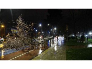 Ordu’da fırtına ağaçları devirdi