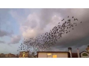 Maltepe’de sığırcık kuşlarının eşsiz dansı görenleri büyüledi