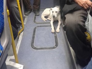 Ankara’nın "Gezgin köpeği" Barış, EGO gtobüsleri ile seyahat ediyor