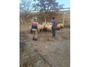 Kayıp 31 koyunu jandarma buldu