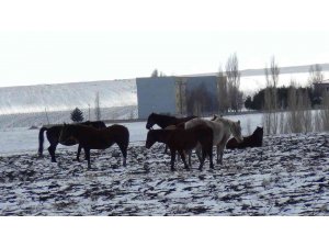 Kars’ta yılkı atları soğukla mücadele ediyor