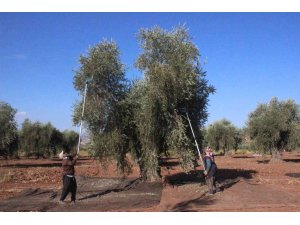 Kilis’te zeytinyağı fabrikaları tam kapasite çalışıyor