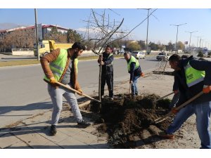 Erzincan’da ağaçlandırma çalışmaları devam ediyor