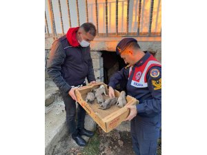 Bingöl’de jandarma, 8 yavru ve anne köpeği donmak üzereyken kurtardı