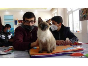 Kedi ‘Helva’ okulun maskotu oldu