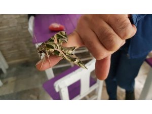 Ender görülen ‘mekik kelebeği’ Alanya’da koruma altına alındı