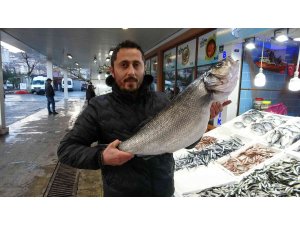 Karadeniz’de yakalanan 8 kiloluk levrek 2 bin liradan tezgahta