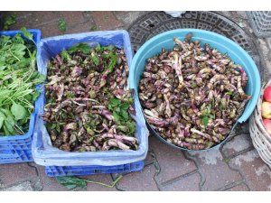 Kaldirik otu pazarda yerini aldı