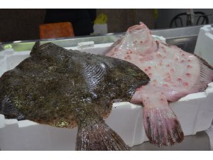 Sinop’ta kalkan balığının kilosu 300 TL’den satılıyor
