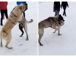 Kars’ta köpek dövüştüren 3 kişi yakalandı
