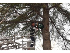 Amasya Belediyesi’nden ağaçlara 100’den fazla kuş yuvası