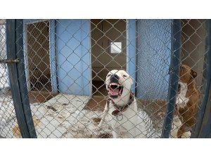 Erzincan’da sokak köpekleri toplanarak barınağa yerleştirildi