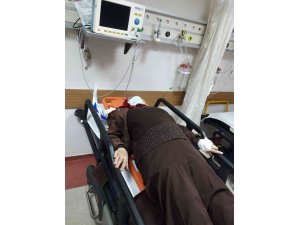 Aydın’da sokak köpekleri yaşlı kadını hastanelik etti