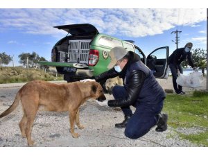 Adana’da polis sokak hayvanlarına mama dağıttı