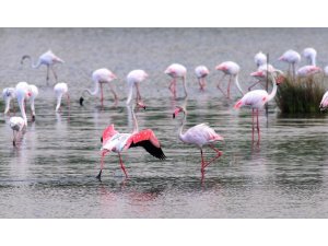 Flamingoların muhteşem kış dansı