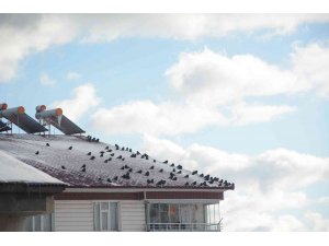 Sibirya soğuğundan etkilenen kuşlar güneşlenerek ısınmaya çalışıyor