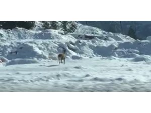 Konya’da sürücüler dondurucu soğuklarda yiyecek arayan yaban hayvanlarını görüntüledi