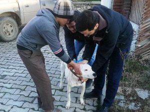 Aslanapa’da  “Yasaklı ırk" köpekler kayıt altına alınıyor