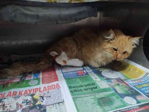 Yaralı kediye belediye ekipleri sahip çıktı