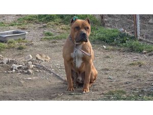 Aydın’da 537 adet ’tehlike arz eden köpek’ kayıt altına alındı