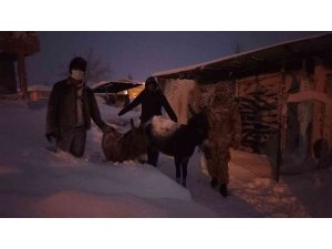 Elazığ’da donmak üzere olan hayvanlar kurtarıldı