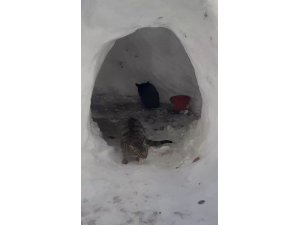 Sokak kedileri için kardan ev yaptılar