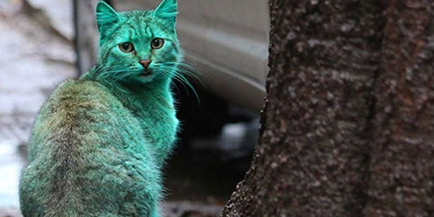 Yeşil kedinin sırrı çözüldü