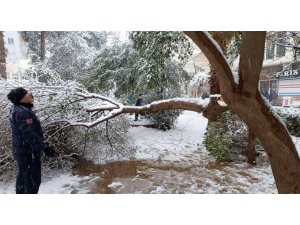 Mardin’de karın ağırlığına dayanamayan ağaç dalları kırıldı