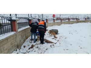 Siirt Belediyesi sokak hayvanları için yem bıraktı