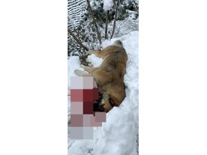 Köpeğini öldüren 3 çoban köpeğini silahla vurarak öldürdü